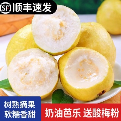 漳州土芭乐 奶油软芭乐新鲜水果当季软心芭乐果5斤白心黄金番石榴