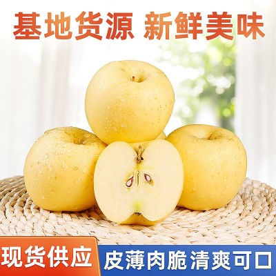 烟台黄金奶油富士苹果新鲜非红富士冰糖心苹果脆甜烟台苹果代发图2