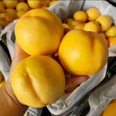 应季蒙阴黄金大油桃甜脆桃子非毛桃新鲜果一件代发5斤抖音直供9月图5