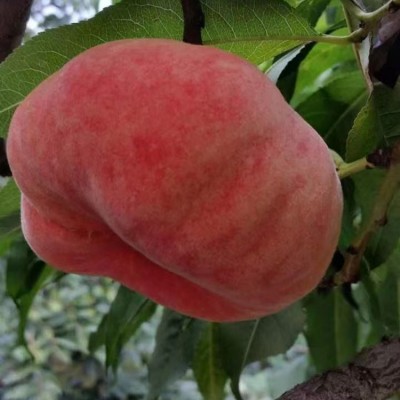 现摘现发河北水蜜桃毛蟠桃白肉蟠桃5斤甜脆新鲜水果桃子抖音小红图2