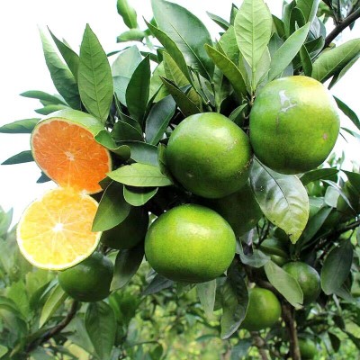 产地供应青皮蜜橘10斤薄皮云南橘子新鲜水果酸甜桔子绿皮柑橘批发图3
