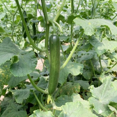 迷你黄瓜无刺黄瓜微甜脆甜清香蔬菜沙拉拌菜水果青瓜水果小黄瓜图4