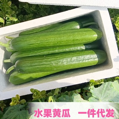 迷你黄瓜无刺黄瓜微甜脆甜清香蔬菜沙拉拌菜水果青瓜水果小黄瓜图3