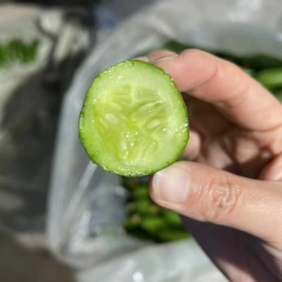 迷你黄瓜无刺黄瓜微甜脆甜清香蔬菜沙拉拌菜水果青瓜水果小黄瓜图2