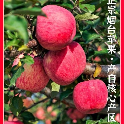 【全年供应】山东烟台红富士苹果生鲜水果新鲜应季脆甜整箱批发图2