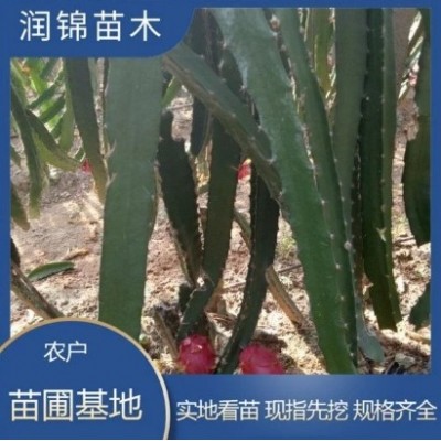 自产自销 大红红龙果苗 爬藤植物带根发货 新品种果树苗木图4