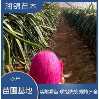 自产自销 大红红龙果苗 爬藤植物带根发货 新品种果树苗木图2