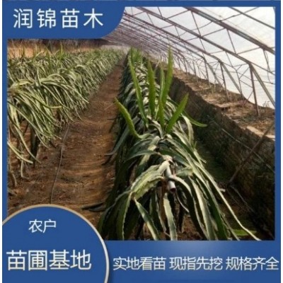 自产自销 大红红龙果苗 爬藤植物带根发货 新品种果树苗木图3