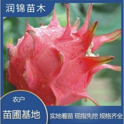 自产自销 大红红龙果苗 爬藤植物带根发货 新品种果树苗木图5