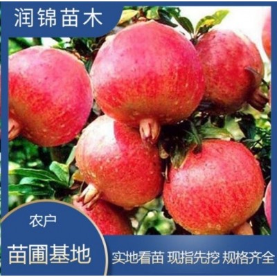 基地培育 大红袍石榴苗 果树苗当年结果盆栽 户外植物 石榴树苗图5