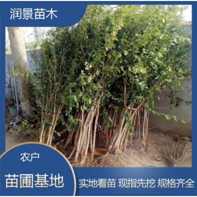 基地培育 大红袍石榴苗 果树苗当年结果盆栽 户外植物 石榴树苗图3