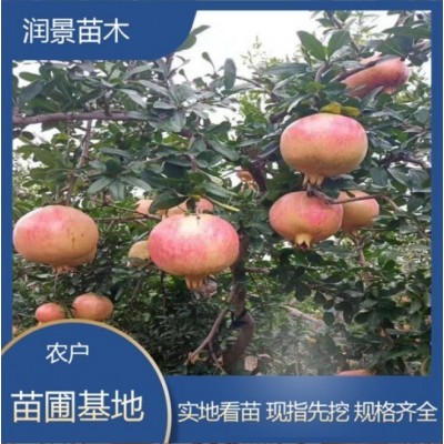 基地培育 大红袍石榴苗 果树苗当年结果盆栽 户外植物 石榴树苗图4