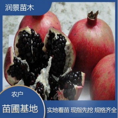 基地培育 大红袍石榴苗 果树苗当年结果盆栽 户外植物 石榴树苗图2