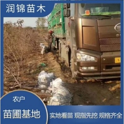 基地出售 吉塞拉樱桃苗 果大味甜 根茎发达 矮化 樱桃树苗图3