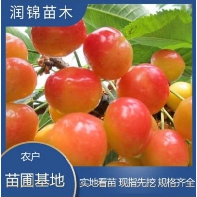 基地出售 吉塞拉樱桃苗 果大味甜 根茎发达 矮化 樱桃树苗图2
