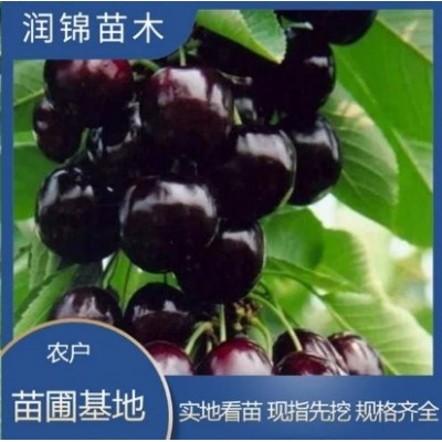 基地出售 吉塞拉樱桃苗 果大味甜 根茎发达 矮化 樱桃树苗图5