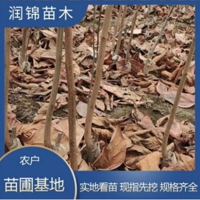 长期供应 柿子树苗 嫁接苗果树基地 磨盘柿子苗图3
