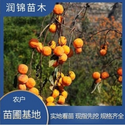 长期供应 柿子树苗 嫁接苗果树基地 磨盘柿子苗图2