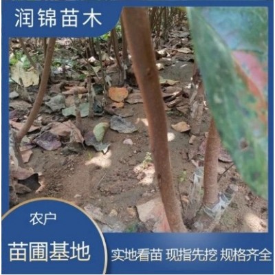 长期供应 柿子树苗 嫁接苗果树基地 磨盘柿子苗图4