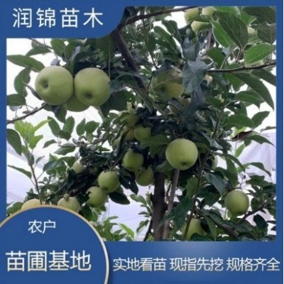 山东出售 冰糖心苹果苗 新品种成活率高 晚熟嫁接 苹果树苗图2