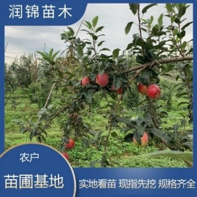 山东出售 冰糖心苹果苗 新品种成活率高 晚熟嫁接 苹果树苗图4