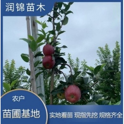 山东出售 冰糖心苹果苗 新品种成活率高 晚熟嫁接 苹果树苗图5