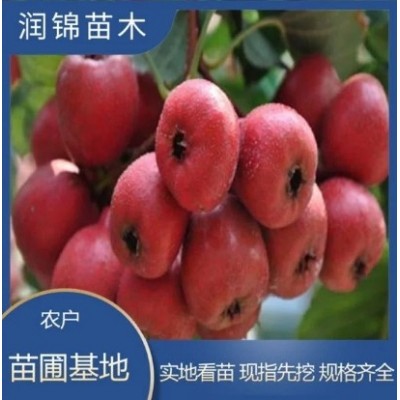 现挖现卖 大五菱山楂苗 品种好 成活率高 苗圃批发 山楂苗图3