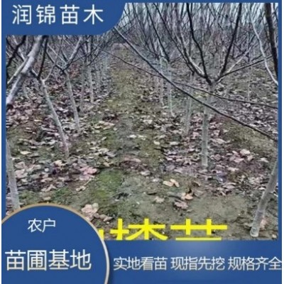 现挖现卖 大五菱山楂苗 品种好 成活率高 苗圃批发 山楂苗图2