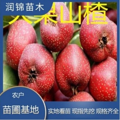 现挖现卖 大五菱山楂苗 品种好 成活率高 苗圃批发 山楂苗图4