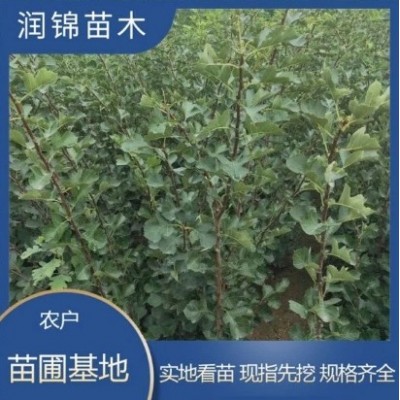 现挖现卖 大五菱山楂苗 品种好 成活率高 苗圃批发 山楂苗图5