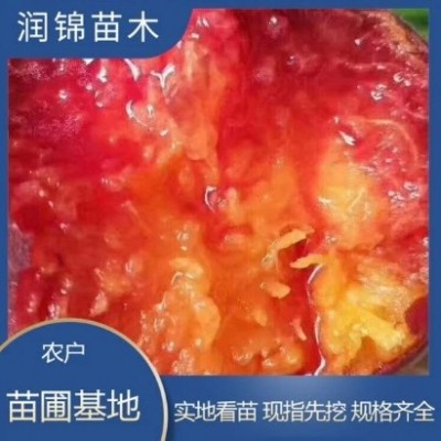 农户出售 水蜜桃树苗 盆栽地栽当年结果 高产耐寒 桃树苗图2