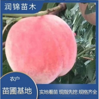 农户出售 水蜜桃树苗 盆栽地栽当年结果 高产耐寒 桃树苗图5