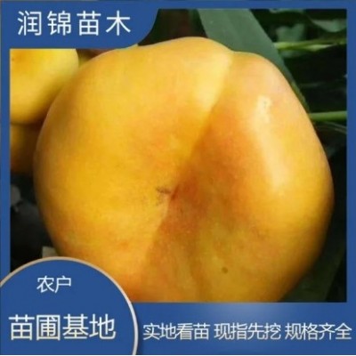 农户出售 水蜜桃树苗 盆栽地栽当年结果 高产耐寒 桃树苗图3