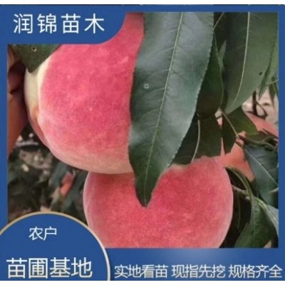 农户出售 水蜜桃树苗 盆栽地栽当年结果 高产耐寒 桃树苗图4