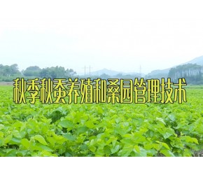 秋季秋蚕养殖和桑园管理技术