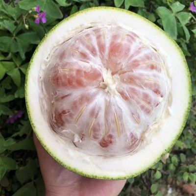泰国金柚翡翠红心蜜柚西施蜜柚纯甜孕妇新鲜水果青皮红肉柚子图4