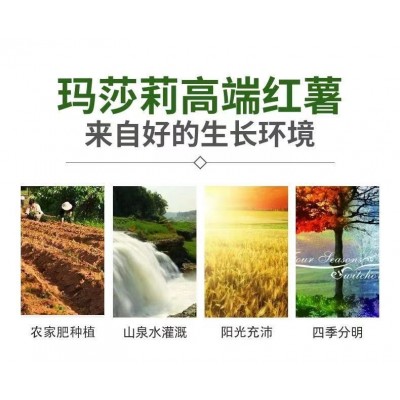 日本玛莎莉红薯高端品种红皮黄肉现挖现卖老少皆宜图3
