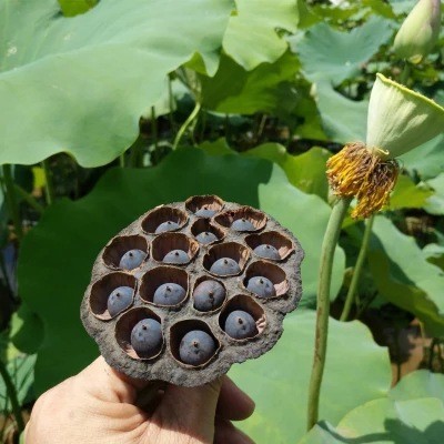湖南产地新鲜带壳干莲子坚果炒货即食大老莲子黑莲子铁莲子手串图2