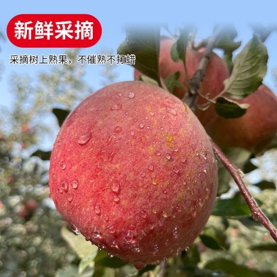 新疆阿克苏冰糖心苹果水果特级大果新鲜丑苹果整箱10斤顺丰包邮图2