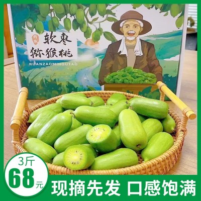 丹东软枣猕猴桃 鲜果东北奇异果莓小猕猴桃新鲜水果 软枣圆枣子图2