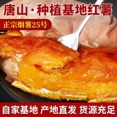 烤红薯量大批发新鲜番薯烤地瓜山东沙地烟薯25号糖心红心蜜甜薯图2