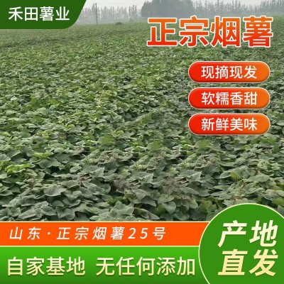 批发正宗烟红蜜薯红薯软糯香甜新鲜现挖红薯沙地红心小香薯地瓜图3