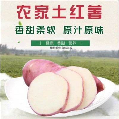 山东特产冰激凌口感批发产地白糖罐地瓜白哈蜜冰糖蜜薯图4