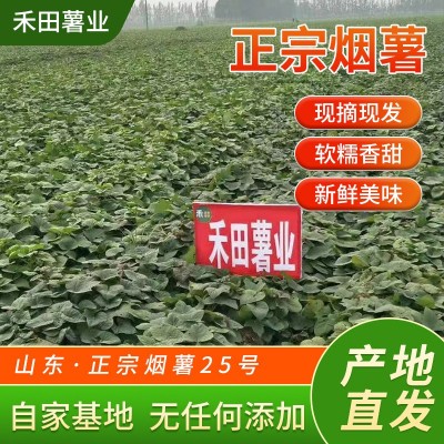 《烤薯规格》烟薯25号蜜薯糖心红薯新鲜番薯农家自种沙地唐山地瓜图4