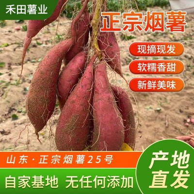 《烤薯规格》烟薯25号蜜薯糖心红薯新鲜番薯农家自种沙地唐山地瓜图3