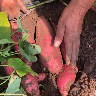 产地现挖大果中果小果蜜薯板栗糖心烤红薯红心地瓜烟薯25沙地番薯图3