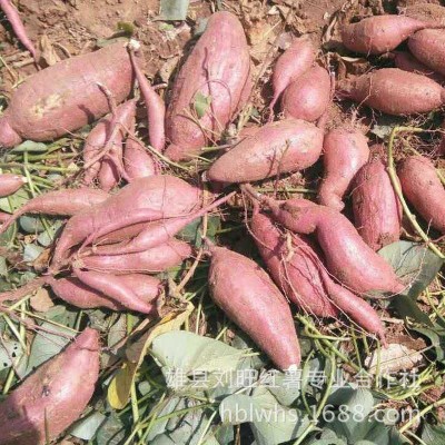 基地供应 新鲜济薯26 农产品红薯 红薯地瓜批发图4