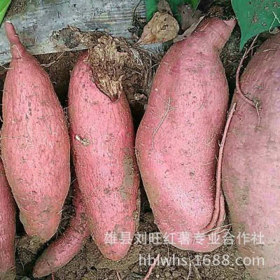基地供应 新鲜济薯26 农产品红薯 红薯地瓜批发图3