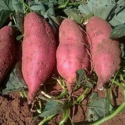 基地供应 新鲜济薯26 农产品红薯 红薯地瓜批发图2