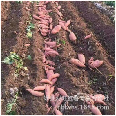 基地供应 新鲜济薯26 农产品红薯 红薯地瓜批发图5